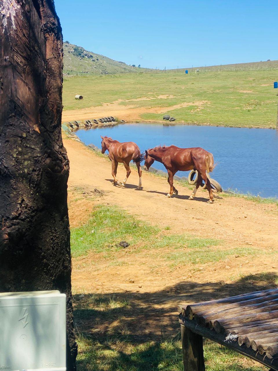 Farm Activity